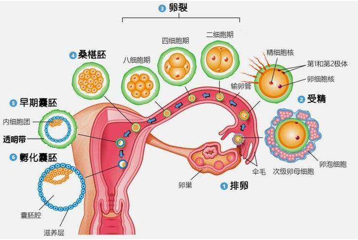 辽宁寻求代生，广州供卵试管服务：赴泰第三代试管婴儿流程与攻略全解析